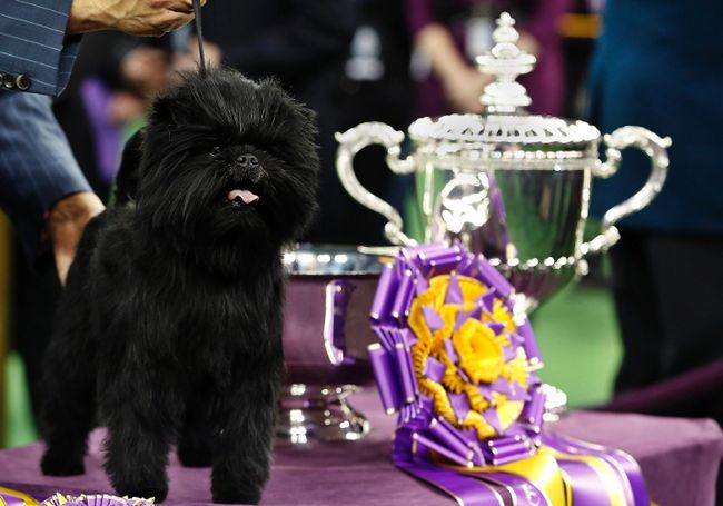 บานานา โจ ตูบพันธุ์อาฟเฟนพินเชอร์ คว้าแชมป์ประกวดสุนัขโลก