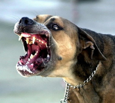 เตือนภัย โรคพิษสุนัขบ้า พบได้ตลอดปี ติดเชื้อตาย 100 เปอร์เซ็นต์