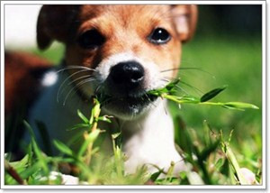 สุนัขกินหญ้าเพราะอะไร