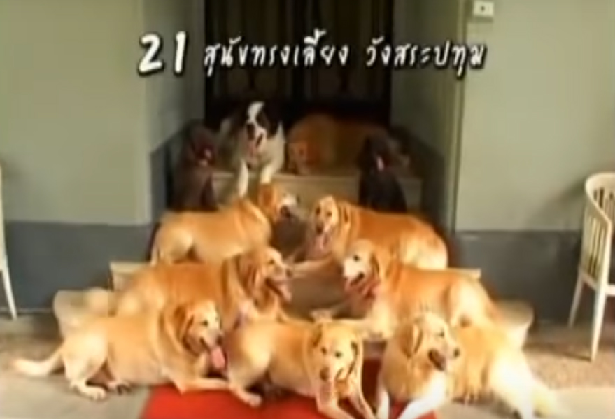 21 สุนัขทรงเลี้ยงของสมเด็จพระเทพฯ ณ วังสระปทุม (ฉบับเต็ม)