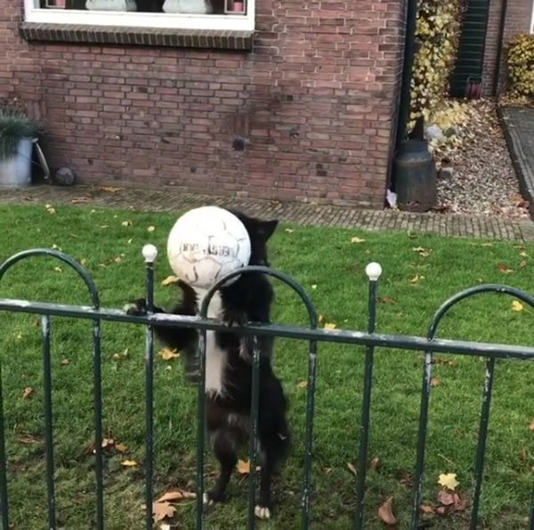 คลิปเจ้าตูบโยนบอลออกนอกรั้ว เพื่อหลอกให้คนมาเล่นเก็บบอลด้วย