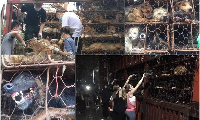 กลุ่มคนรักสุนัขในจีนขวางรถบรรทุก ช่วยน้องหมากว่าพันตัว เตรียมฆ่าเทศกาลกินเนื้อสุนัข