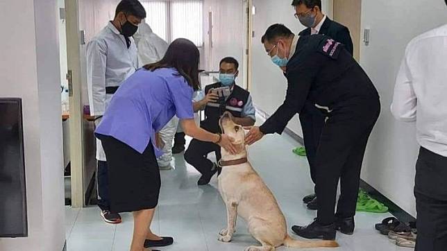 ครั้งแรกในไทย! จุฬาฯ วิจัยสำเร็จ ‘สุนัขดมกลิ่นหาผู้ติดเชื้อโควิด-19’ ยืนยันผลถูกต้องแม่นยำ