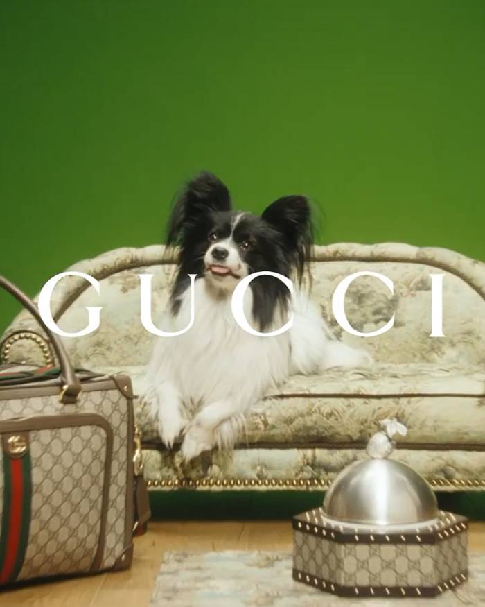 Gucci เปิดตัวชามข้าวสุนัข ราคาเบา ๆ ครึ่งแสน สนไหม ให้กินอยู่สมฐานะตูบไฮโซ