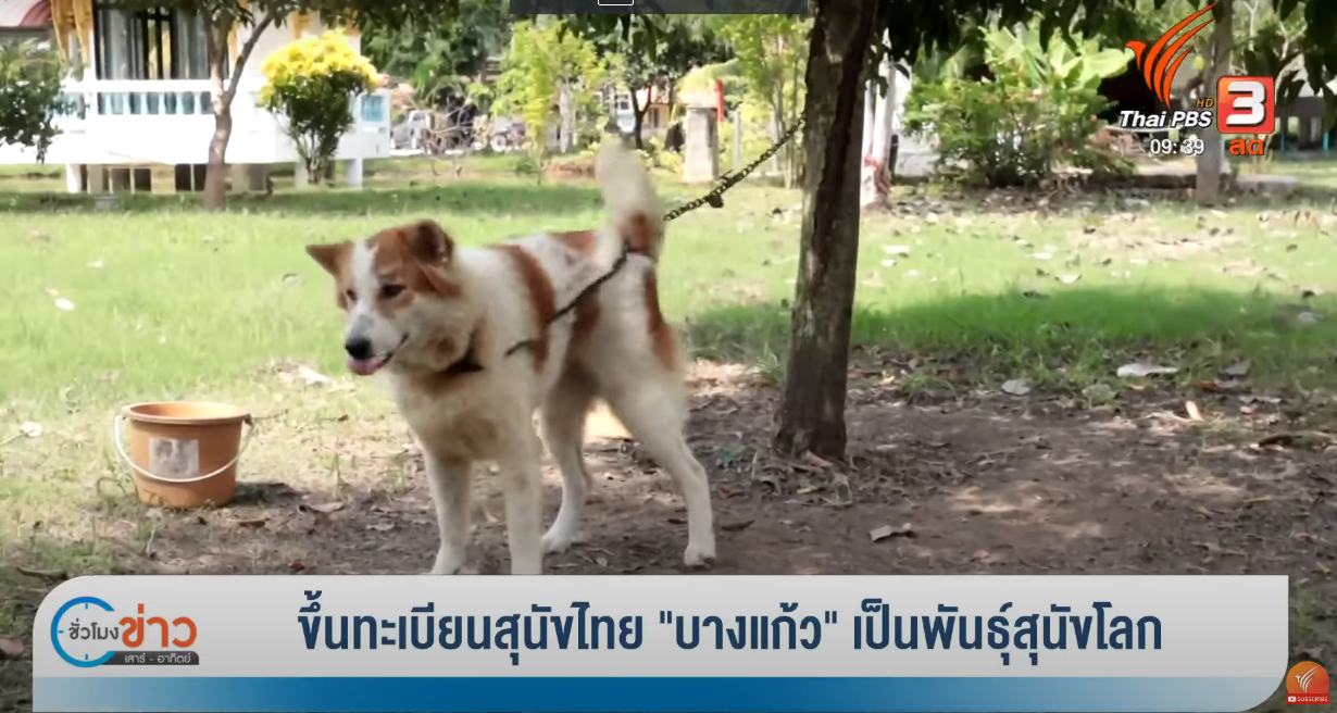 ขึ้นทะเบียนสุนัขไทย 