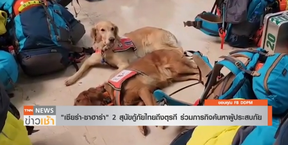 “เซียร่า–ซาฮาร่า” สุนัขกู้ภัย K9 จากไทยร่วมภารกิจค้นหา l TNN News ข่าวเช้า l 11-02-2023