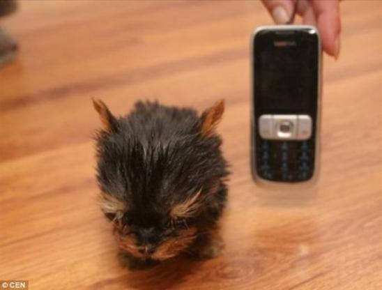 ตะลึง! ลูกสุนัขตัวเล็กที่สุดในโลกสูง 6 ซม.