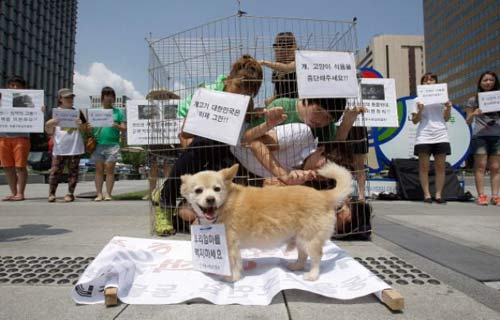 เกาหลีใต้ประท้วงต่อต้านกินเนื้อสุนัขดับร้อน