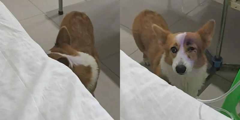 เกือบซึ้งแล้ว! เจ้าของป่วยไปรพ. เจ้าตูบแอบตามมาเฝ้า เห็นหน้าปุ๊บ ไม่รู้เลยใครต้องหาหมอก่อนกัน