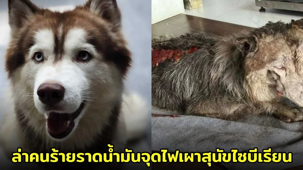 สะเทือนใจคนรักสัตว์! คนร้ายราดน้ำมันจุดไฟเผาสุนัขไซบีเรียนกลางถนน เจ้าของร้องสื่อช่วยล่าตัว