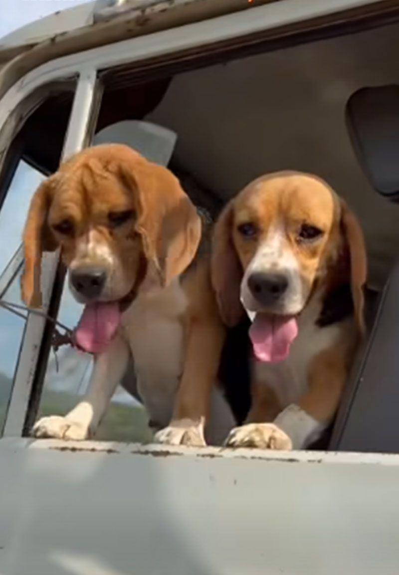 พระเมตตาแผ่ไพศาล! ในหลวง ทรงรับ 2 บีเกิ้ลถูกทิ้งสุสานร้าง เข้าชุบเลี้ยงในพระบรมมหาราชวัง