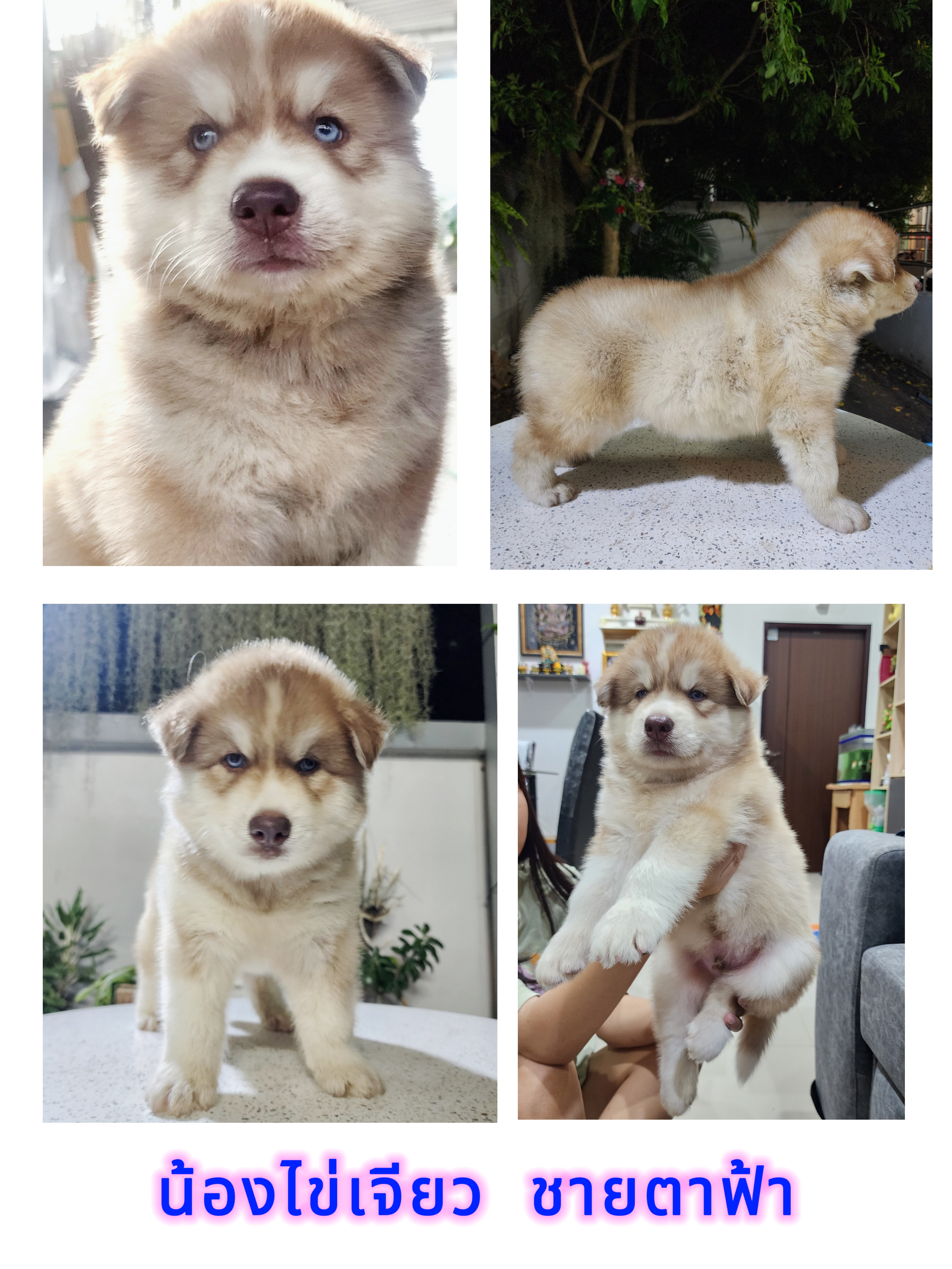 ขายน้องหมาไซบีเรียน