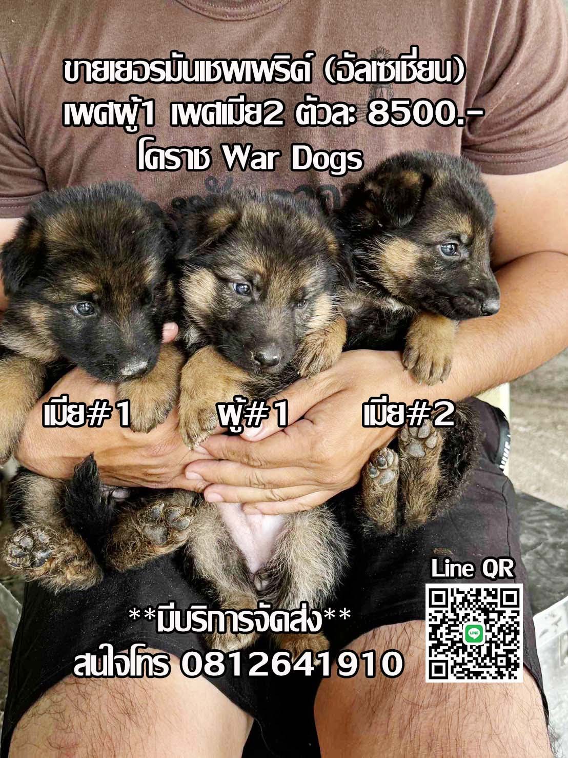 ขายเยอรมันเชพเพิร์ด(อัลเซเชี่ยน)