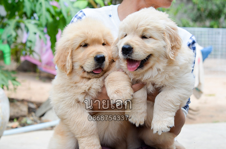 ลูกโกลเด้น
