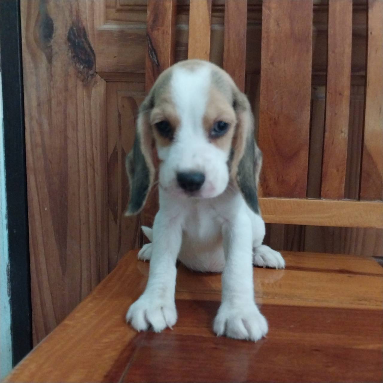 ลูกสุนัขบีเกิ้ลพันธุ์แท้