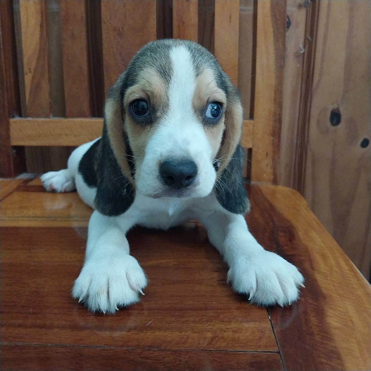 ลูกสุนัขบีเกิ้ลพันธุ์แท้