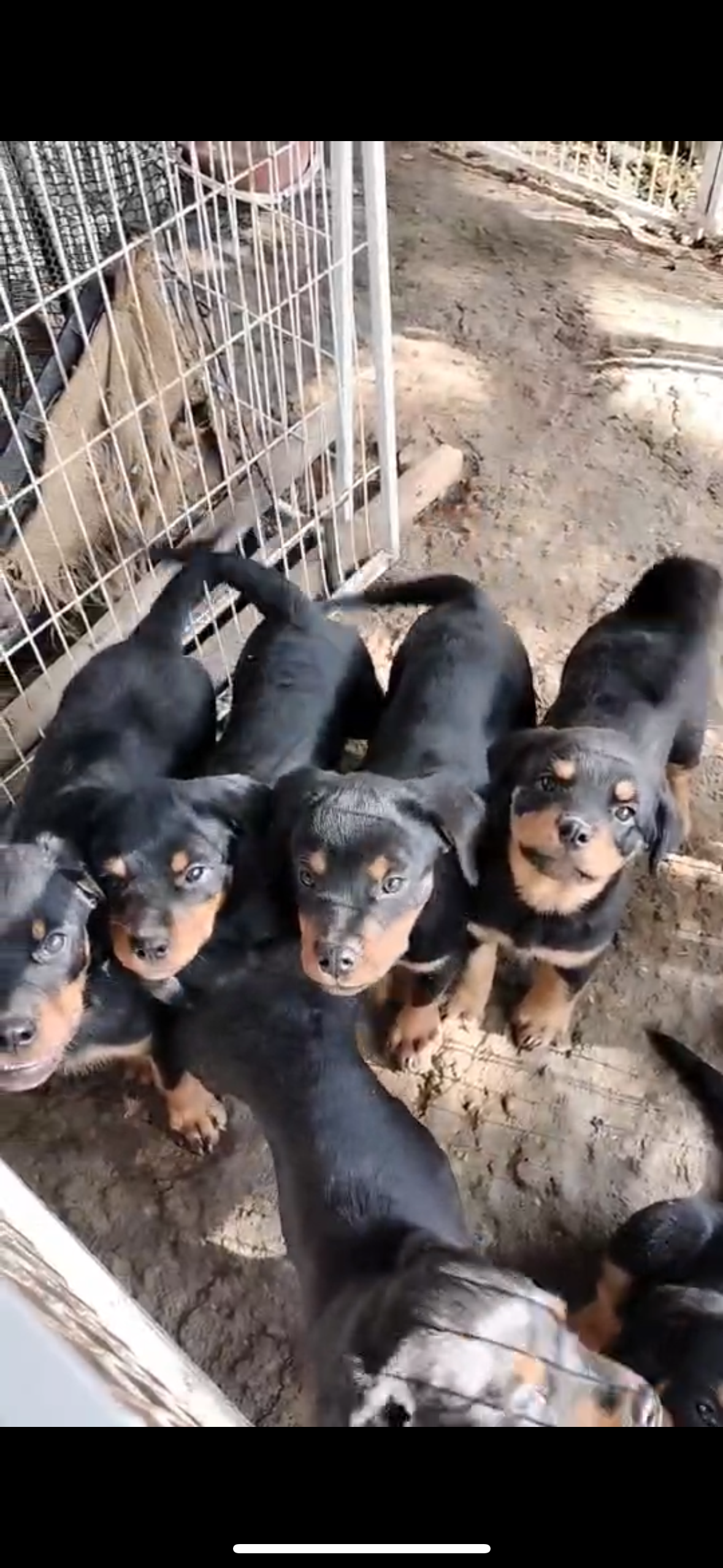 ลูกสุนัขพันธุ์ร็อตไวเลอร์แท้