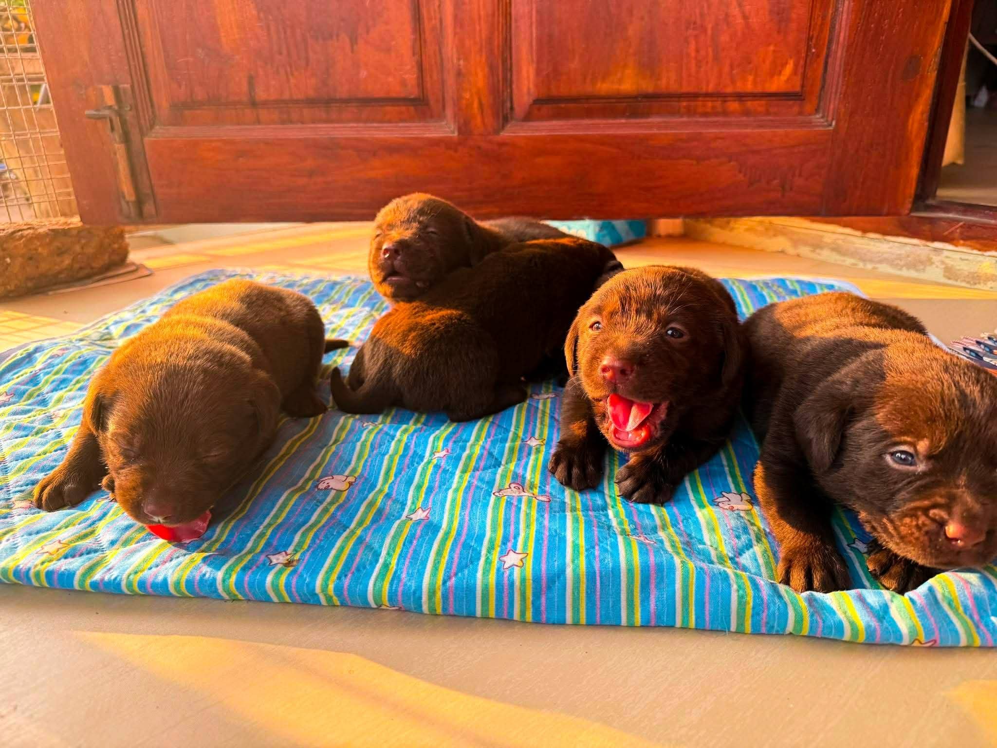 ลาบราดอร์