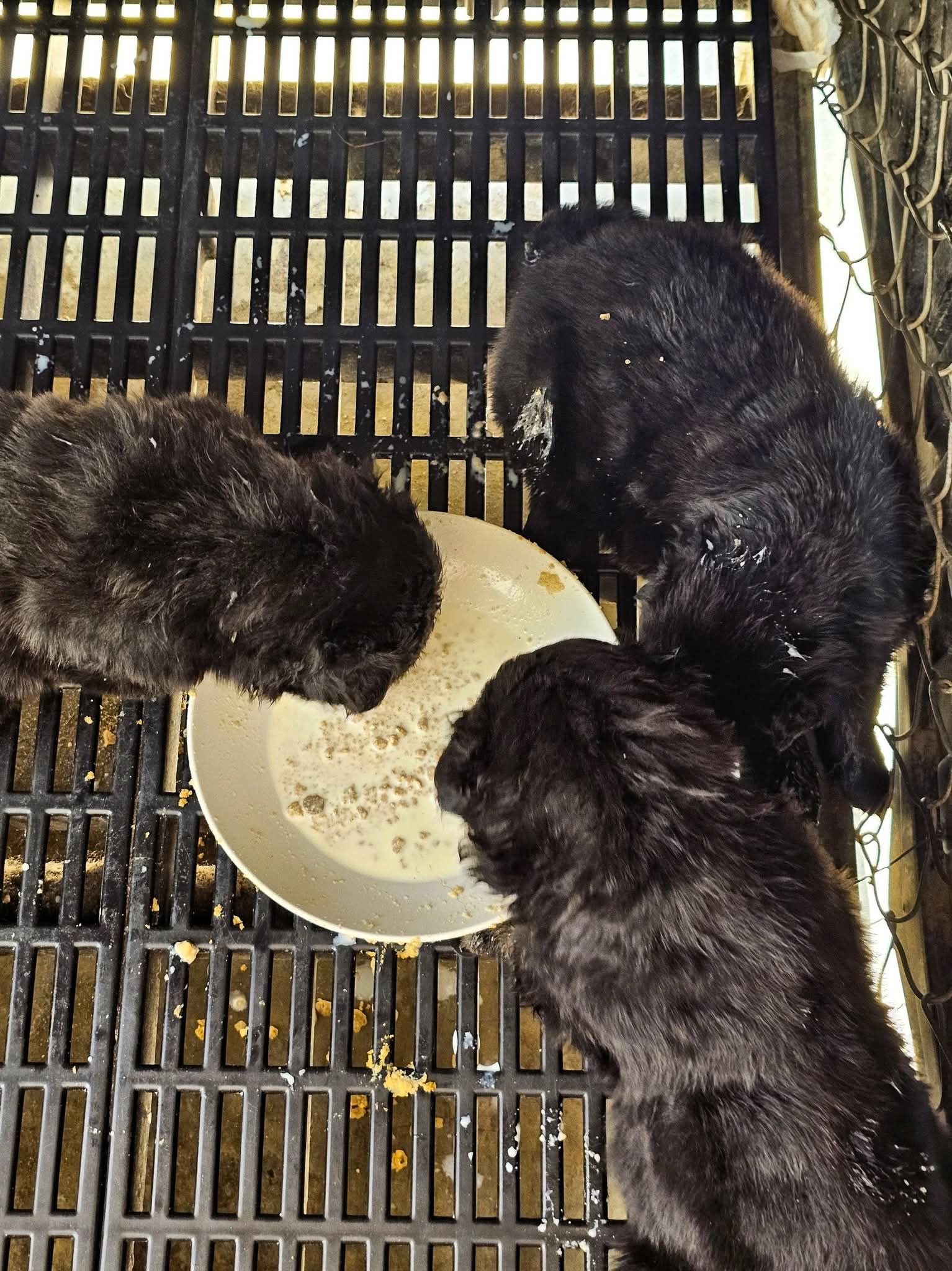 เยอรมันเชพเพิร์ตววยๆพรัอมจัดส่งอุบลราชธานีไม่รวมค่าจัดส่ง