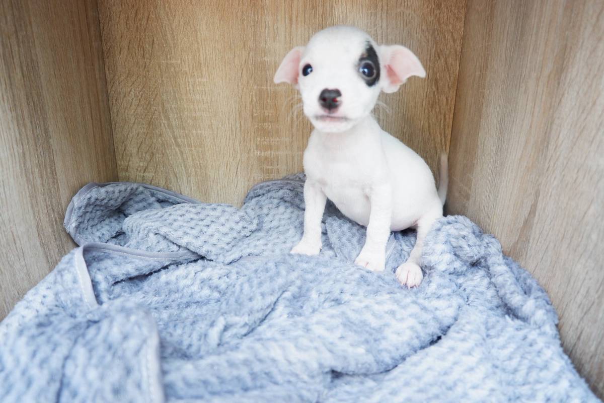 ลูกสุนัขแจ๊ครัสเซลล์พันธุ์แท้