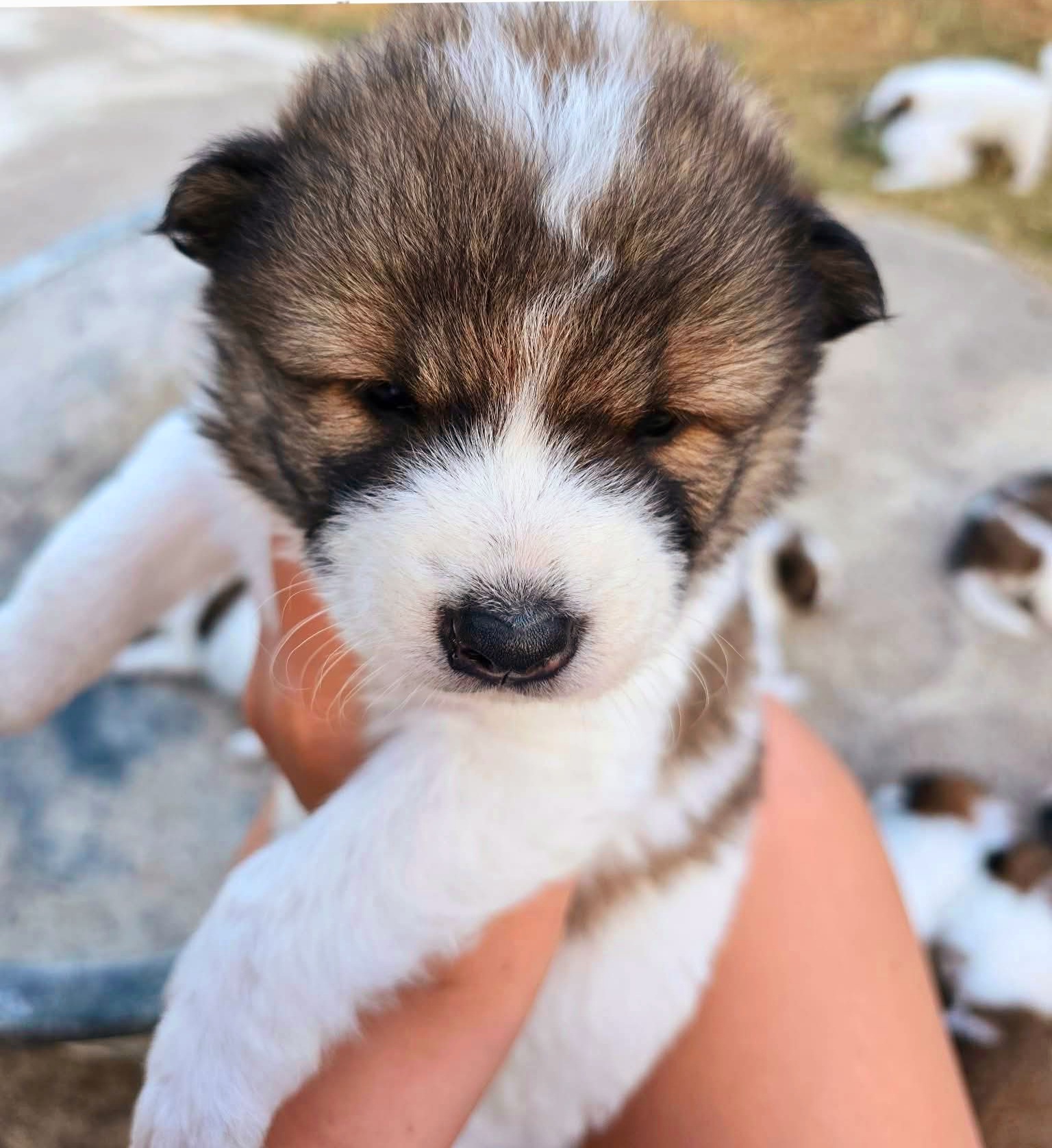 ลูกสุนัขบางเเกัว