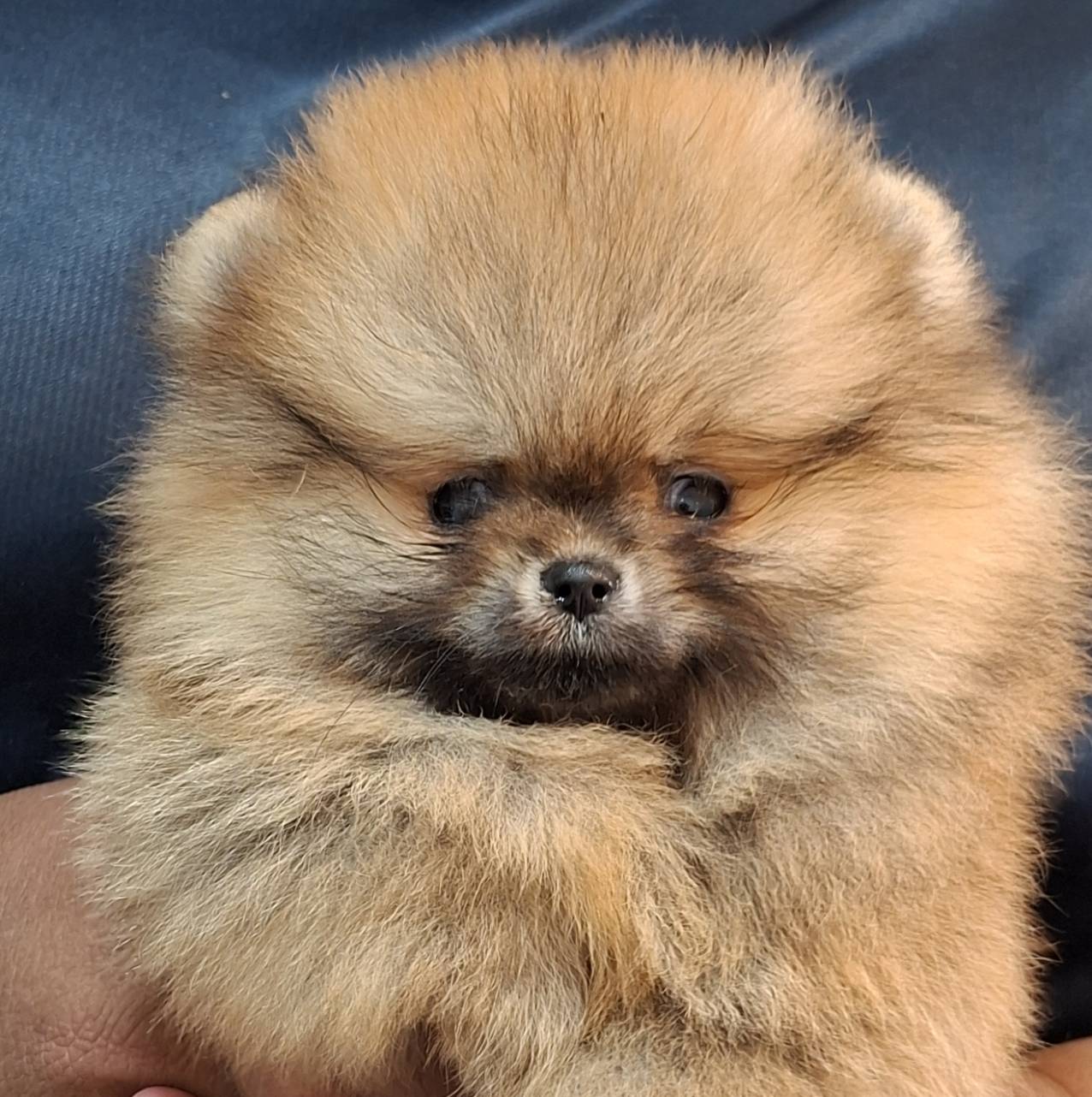 ปอมน้อยขนฟูๆจ้า