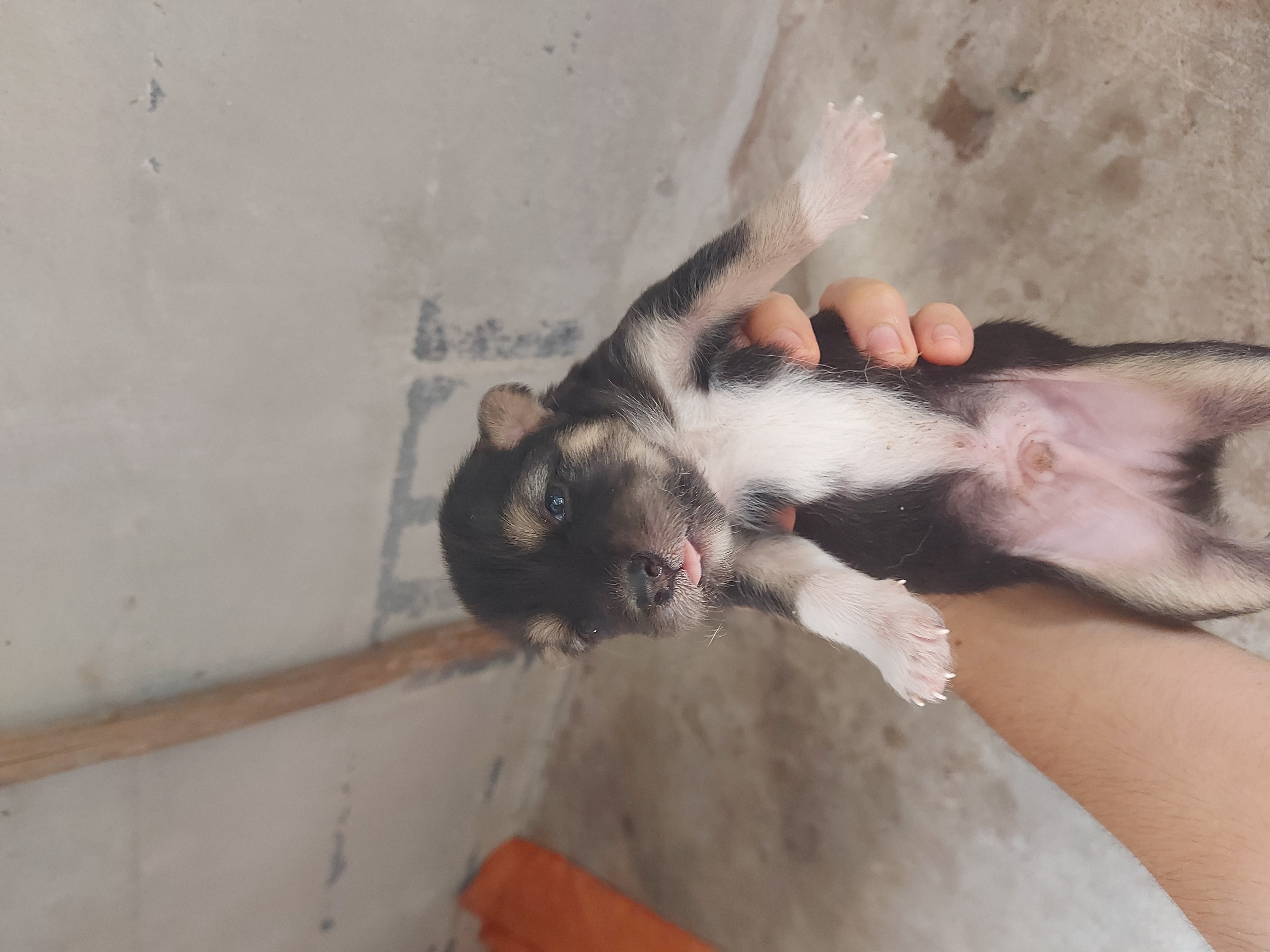 หาบ้านให้สุนัข