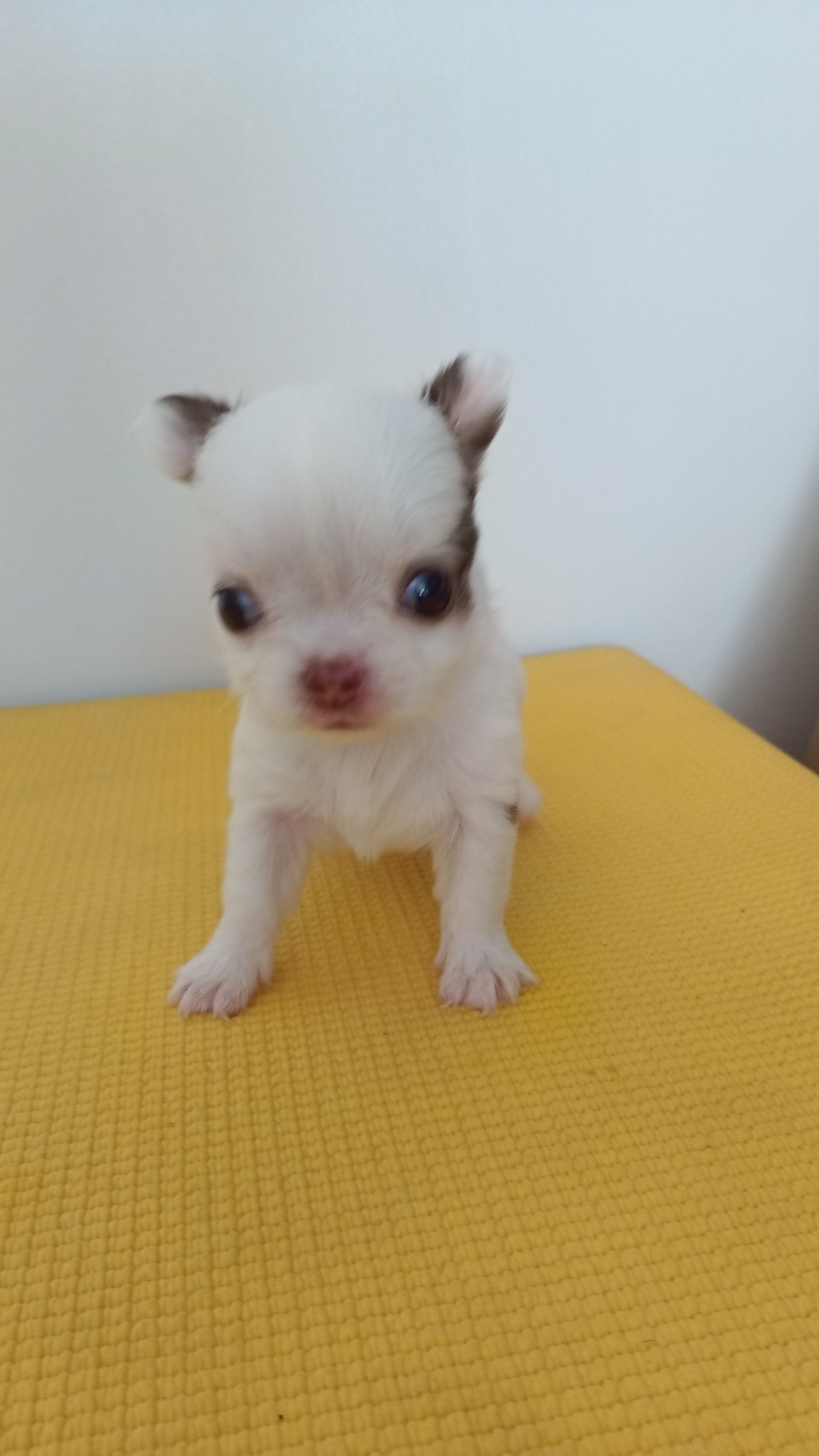 ชิวาวาแท้