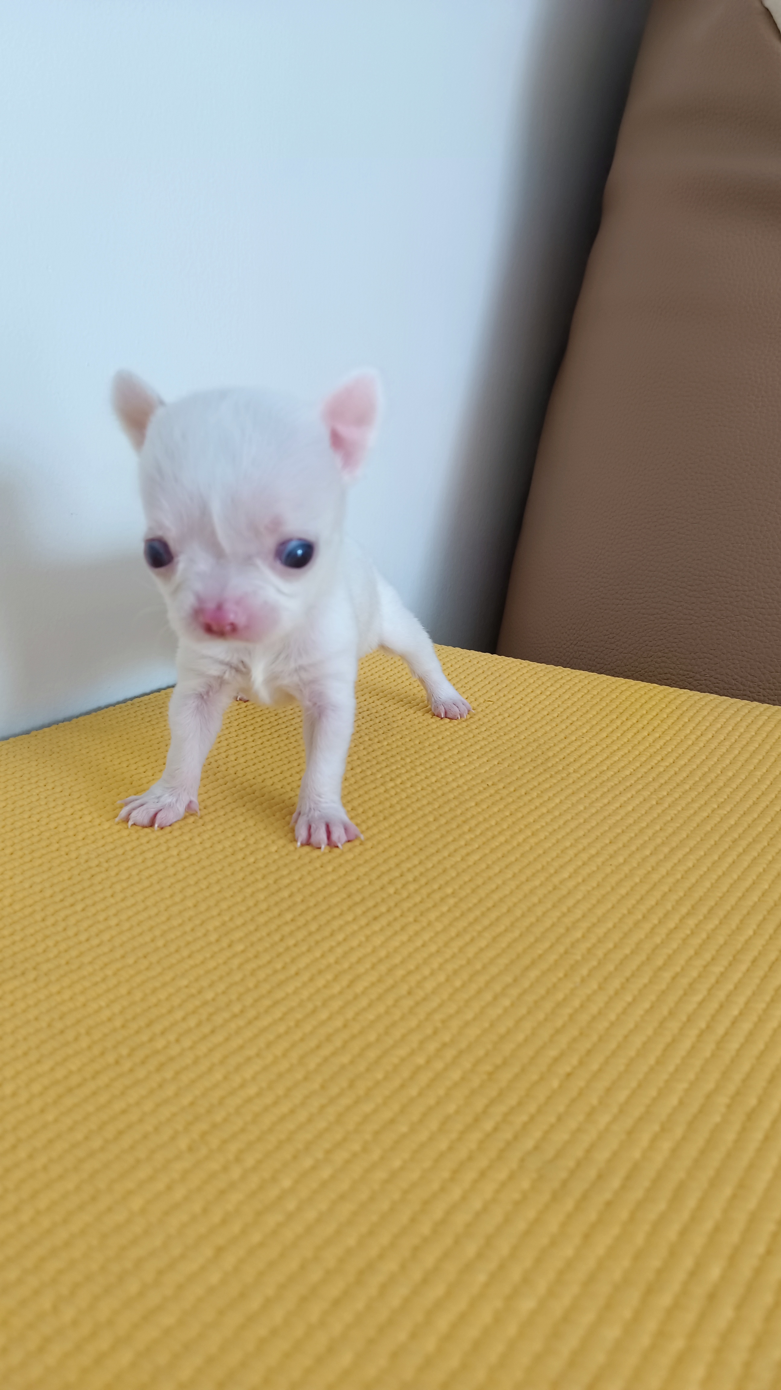 ชิวาวาแท้