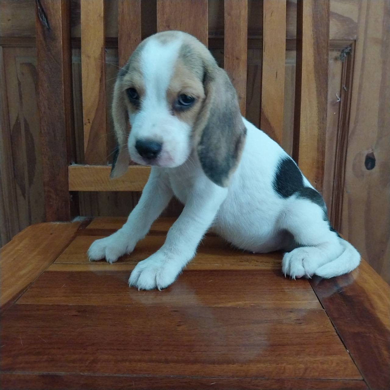 ลูกสุนัขบีเกิ้ลพันธุ์แท้