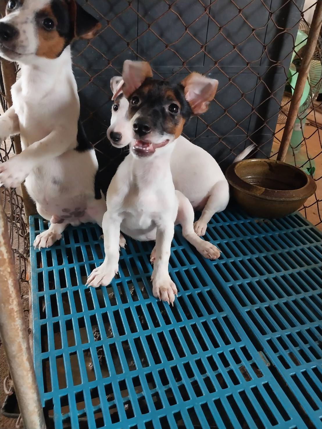 แจ๊ครัสเซลล์พันธุ์แท้