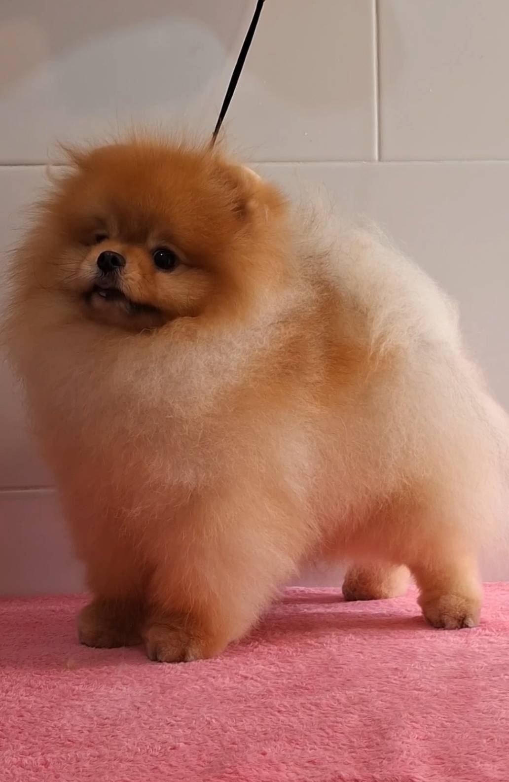 พ่อพันธุ์ปอมสายเลือดดีแบ่งจ้า