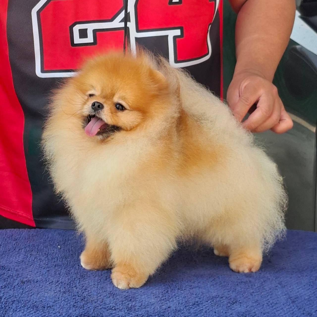 พ่อพันธุ์ปอมสายเลือดแชมป์โครงสร้างดี