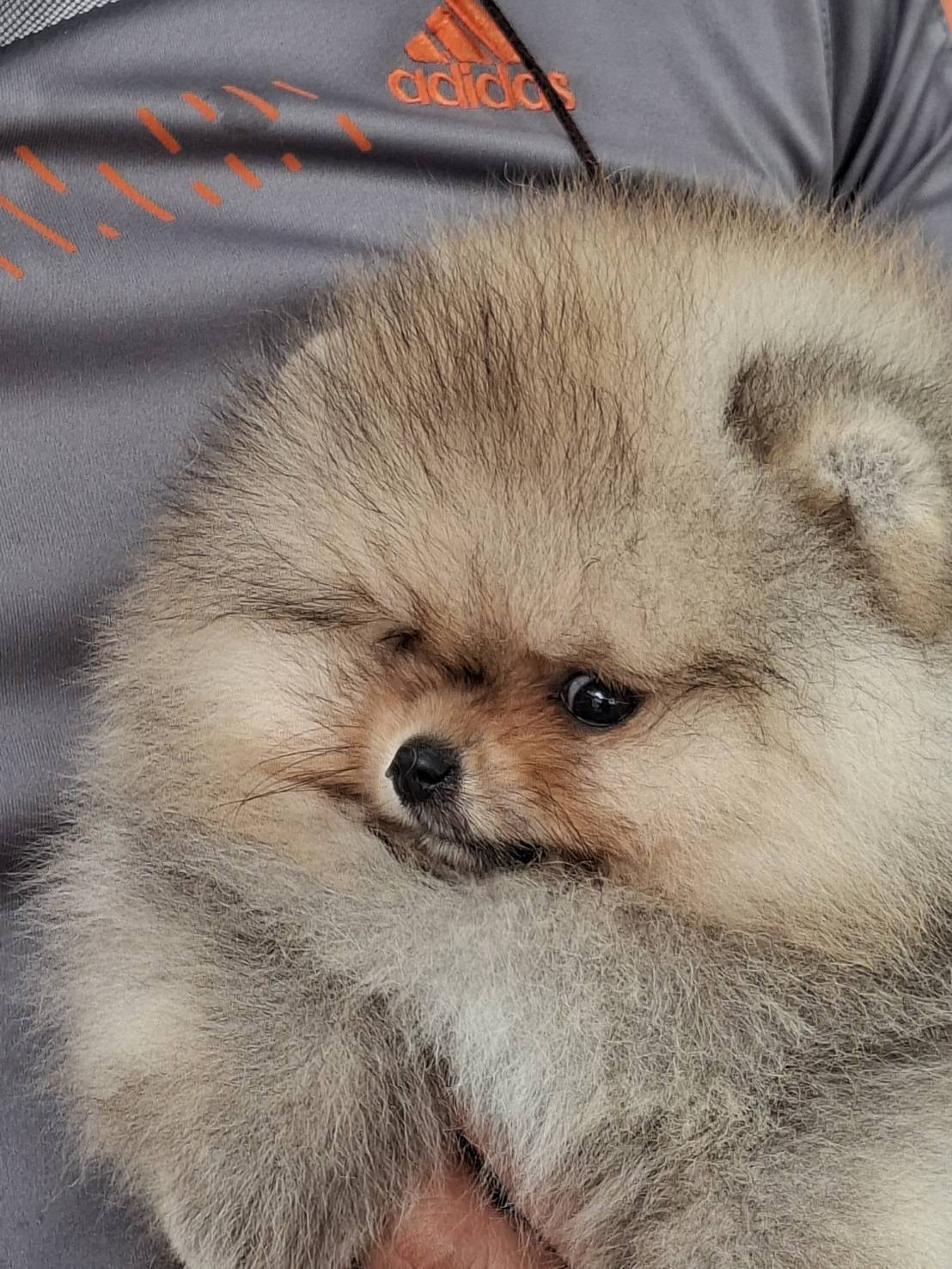 ปอมน้อยขนฟูๆจ้าเพศผู้เมีย