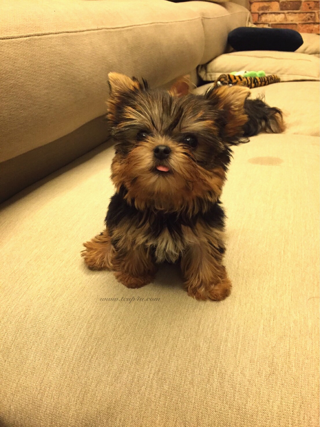 ยอร์คเชียร์เทอร์เรีย