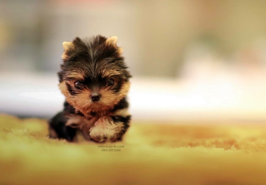 จำหน่าย